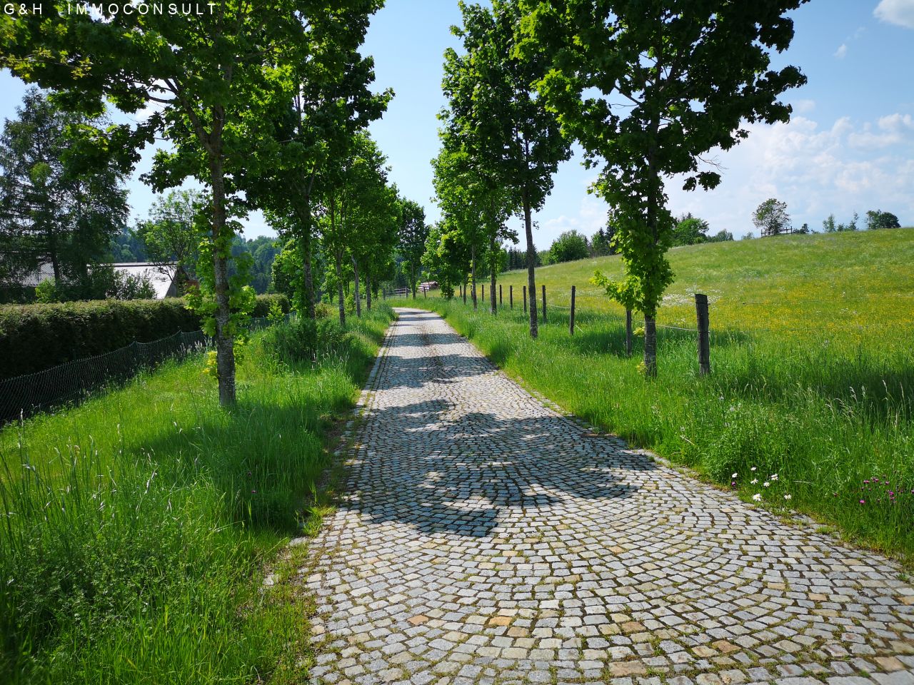 Zu-und Abfahrt/Baumallee (Eichen, Linden, Ahorn)