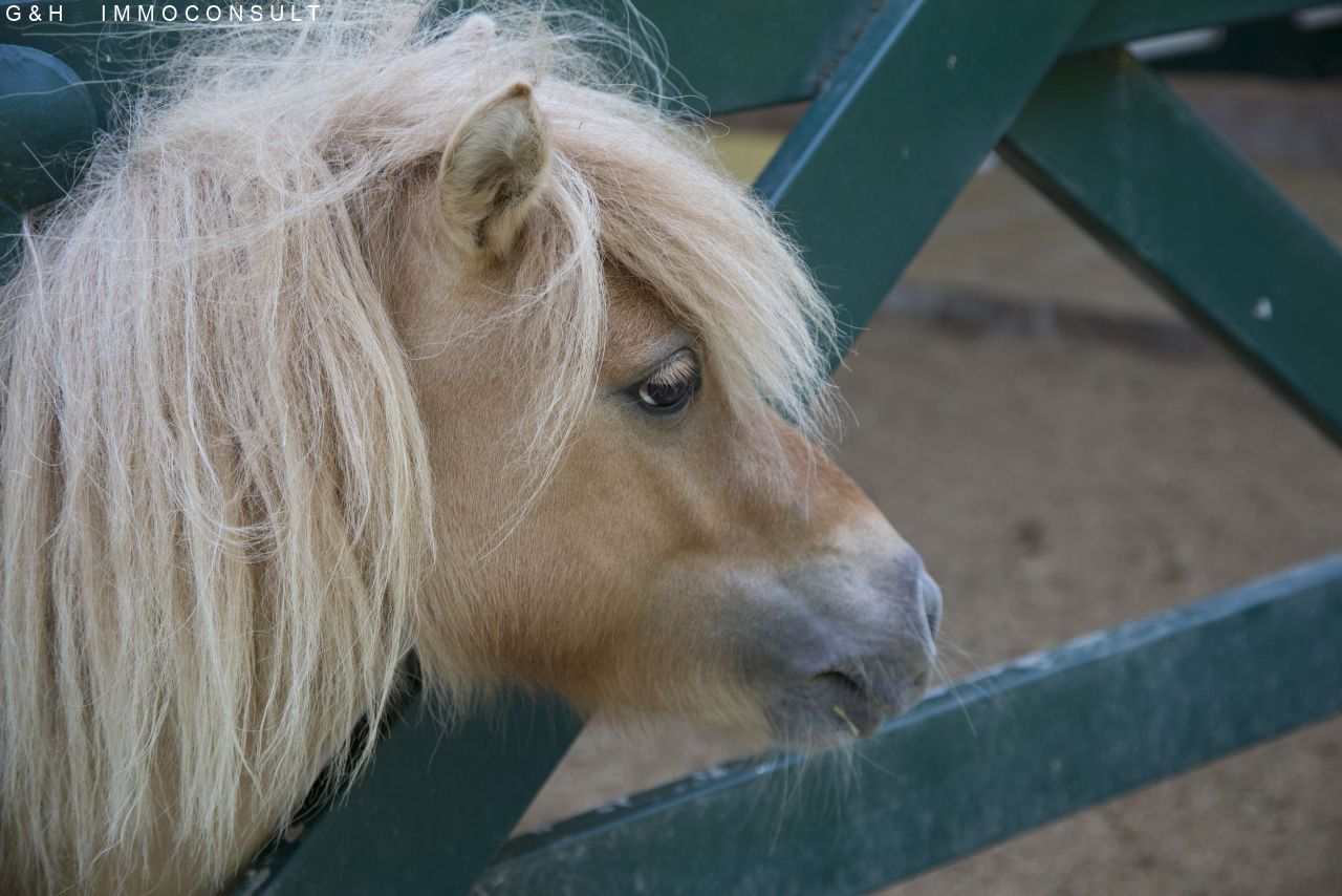 Ponny-Stall