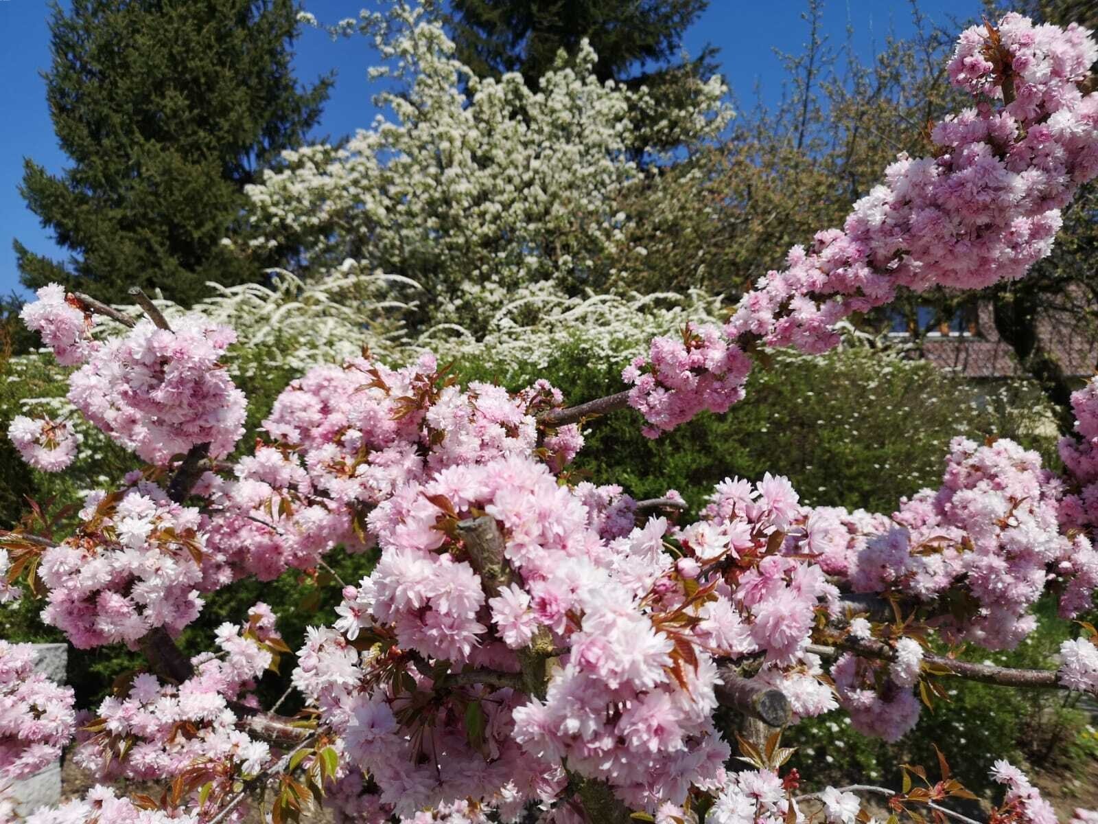 Japanische Blütenkirsche